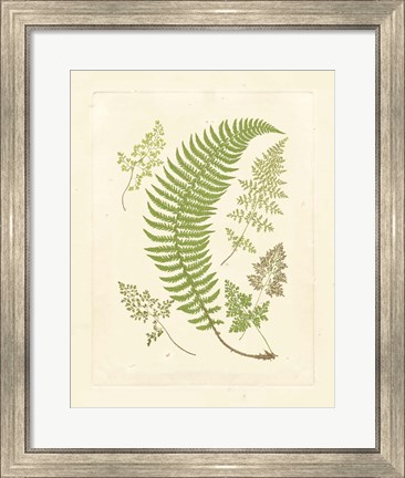 Framed Ferns with Platemark IV Print