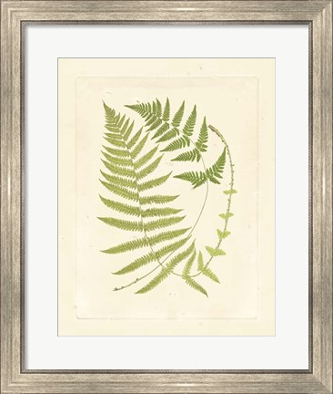 Framed Ferns with Platemark V Print