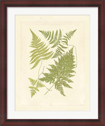 Framed Ferns with Platemark VI Print