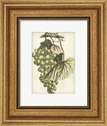 Framed Green Grapes I Print