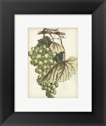 Framed Green Grapes I Print