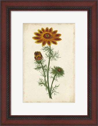 Framed Vibrant Curtis Botanicals I Print