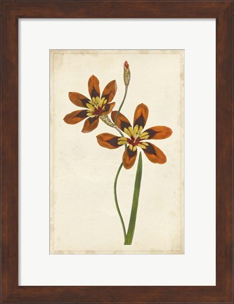 Framed Vibrant Curtis Botanicals IV Print