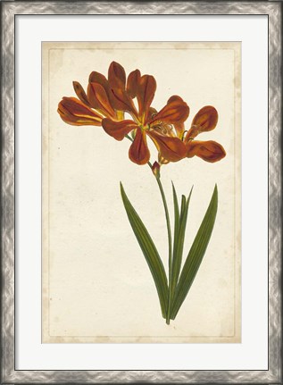 Framed Vibrant Curtis Botanicals VI Print