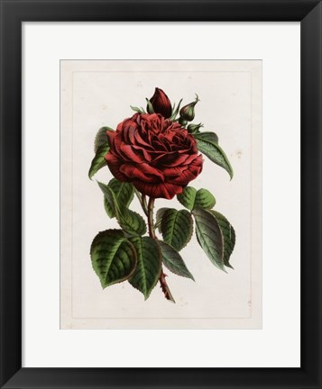 Framed Van Houtteano Rose I Print