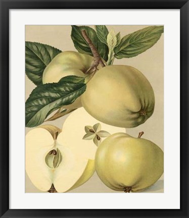 Framed Apple Harvest II Print