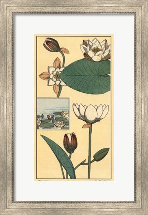 Framed Water Lily I Print