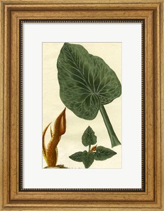 Framed Botanical by Buchoz II (D) Print