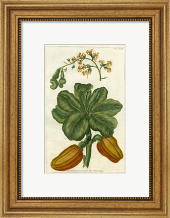 Framed Botanical by Buchoz III (D) Print