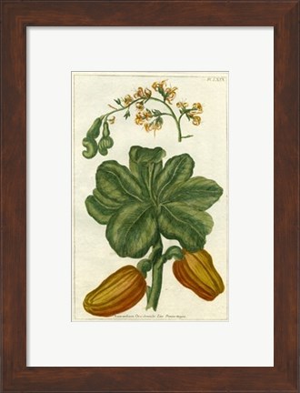 Framed Botanical by Buchoz III (D) Print