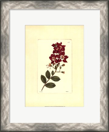 Framed Red Curtis Botanical II Print