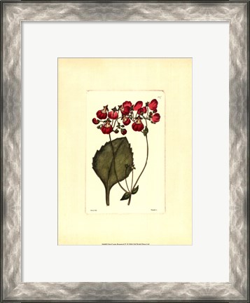 Framed Red Curtis Botanical IV Print