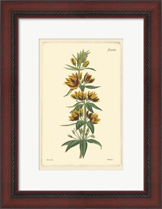 Framed Yellow Curtis Botanical IV Print