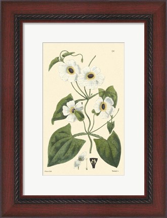 Framed White Curtis Botanical IV Print