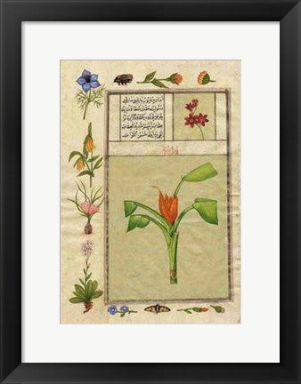 Framed India Nature Study IV Print