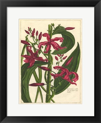 Framed Fleur De Rouge III Print