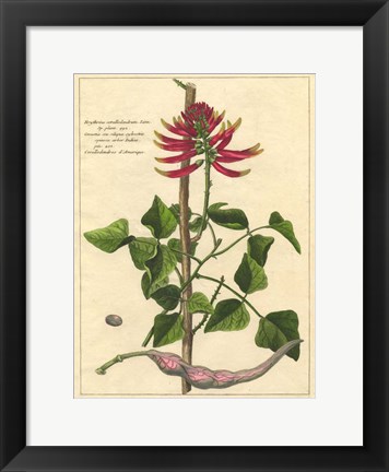 Framed Fleur De Rouge IV Print