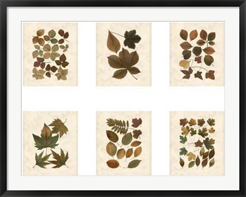 Framed Lodge Leaf Collection Print