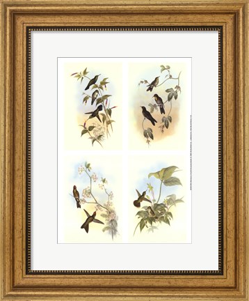 Framed Miniature Gould Hummingbirds Print