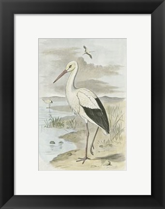 Framed White Stork Print