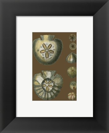 Framed Shells on Cocoa II Print