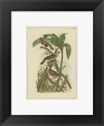 Framed Exotic Birds II Print