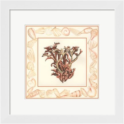 Framed Coral with Shell Border III Print