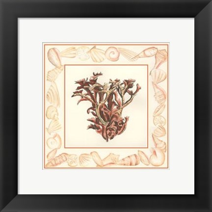 Framed Coral with Shell Border III Print