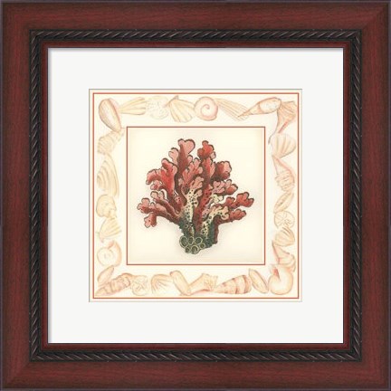 Framed Coral with Shell Border IV Print