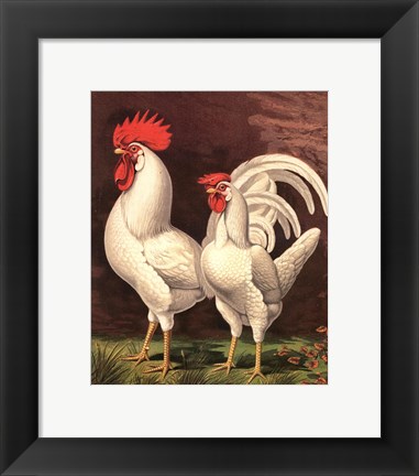 Framed Cassell&#39;s Roosters VI Print