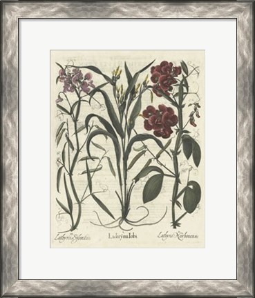 Framed Floral III Print