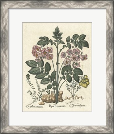 Framed Floral V Print