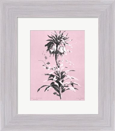 Framed Imperiale on Pink Print