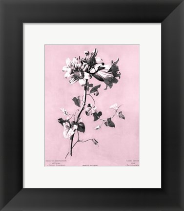 Framed Amaryllis on Pink Print