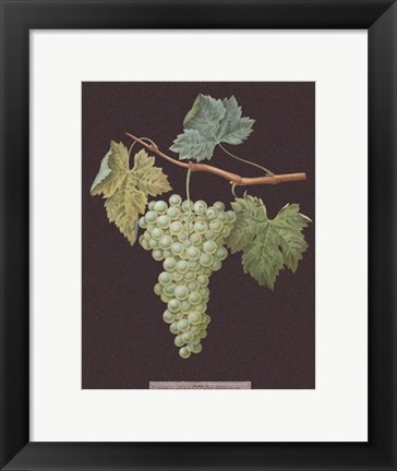 Framed White Grapes Print