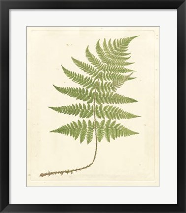 Framed Soft Prickley Shield Fern Print