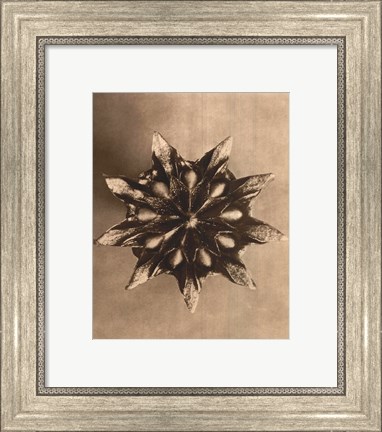 Framed Sepia Botany Study IV Print