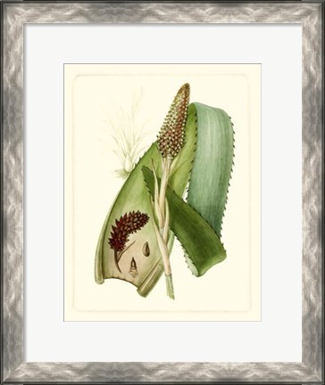 Framed Exotic Flora I Print