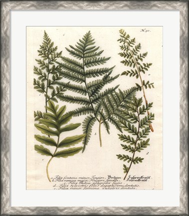 Framed Fern Gathering II Print