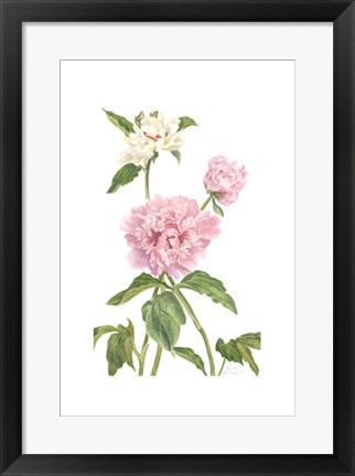 Framed Peony II (Le) Print