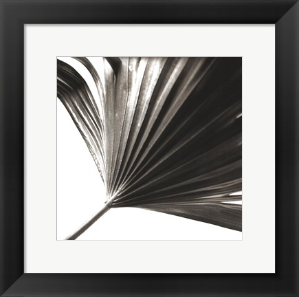 Framed Black and White Palm II Print