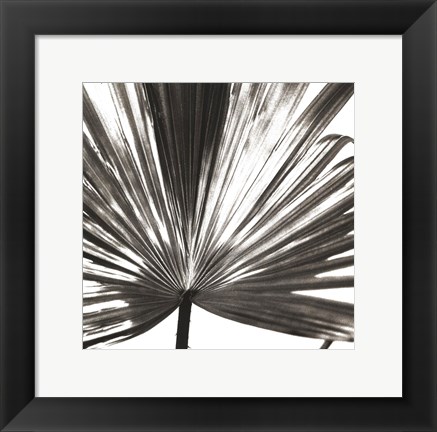 Framed Black and White Palm III Print