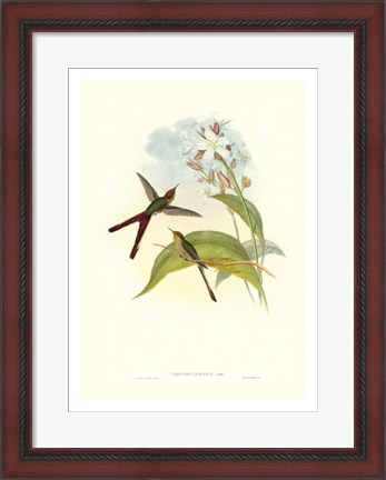 Framed Hummingbird III Print