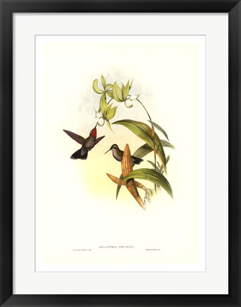 Framed Hummingbird IV Print