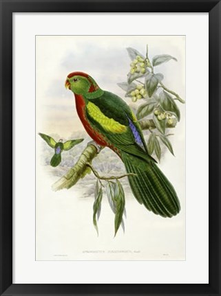 Framed Parrots II Print