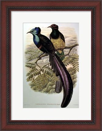 Framed Bird of Paradise I Print