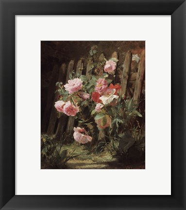 Framed Pink Roses by a Garden Fence Print