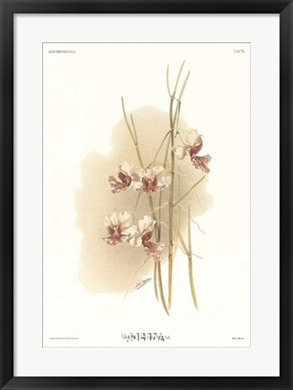 Framed Vanda Hookeriana Print