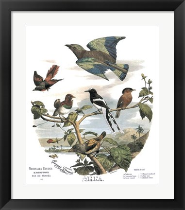 Framed Asian Birds Print