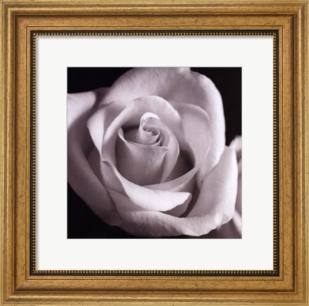 Framed Open Rose Print